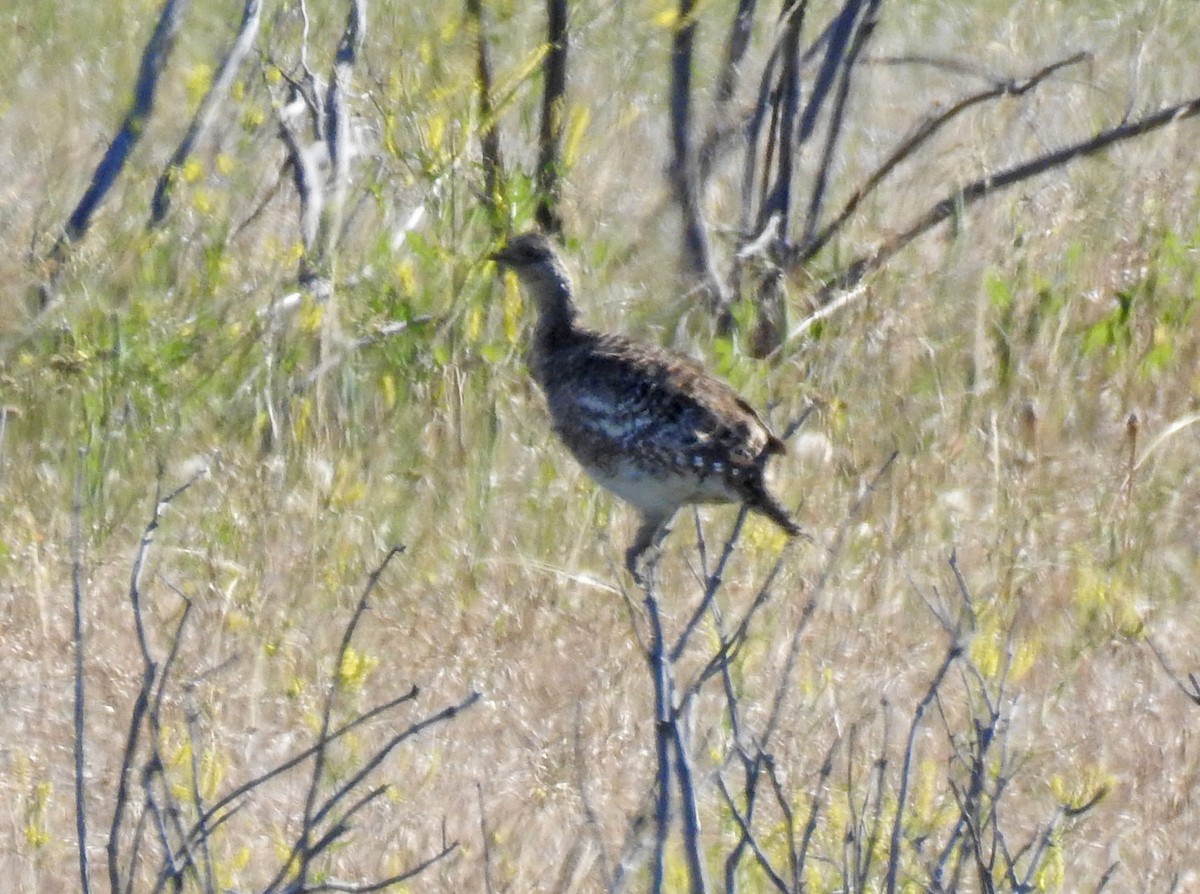 Sharp-tailed Grouse - ML169934191