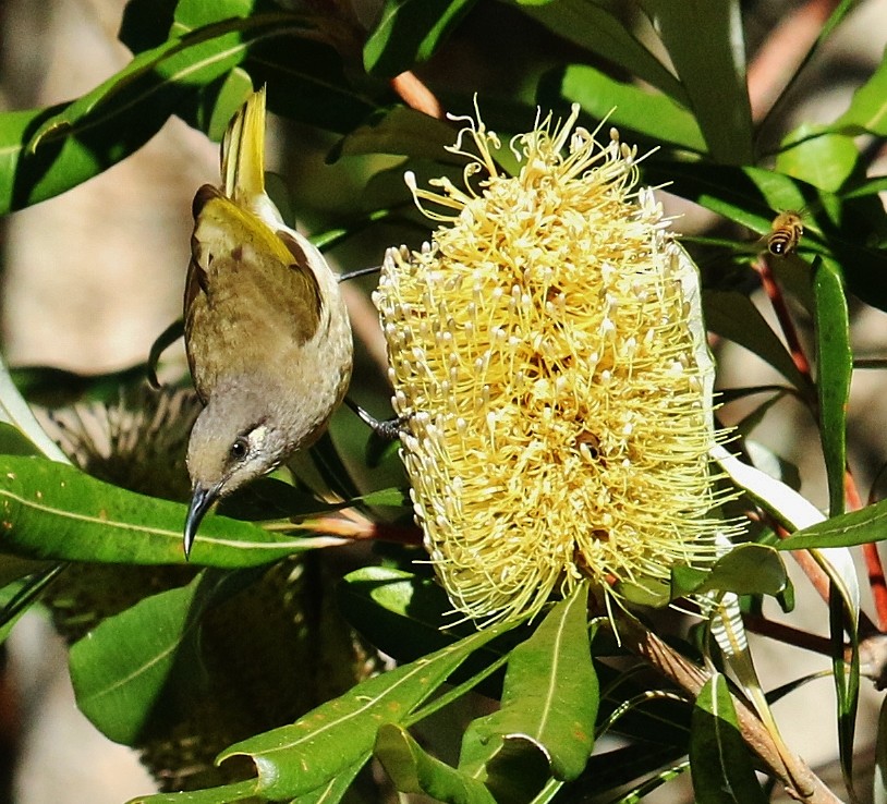 Brown Honeyeater - ML169934241