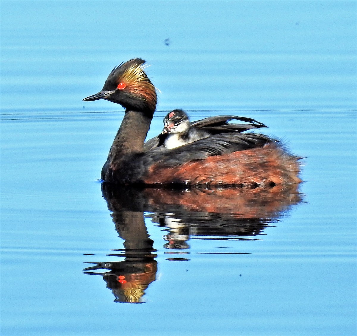 Eared Grebe - ML169934281