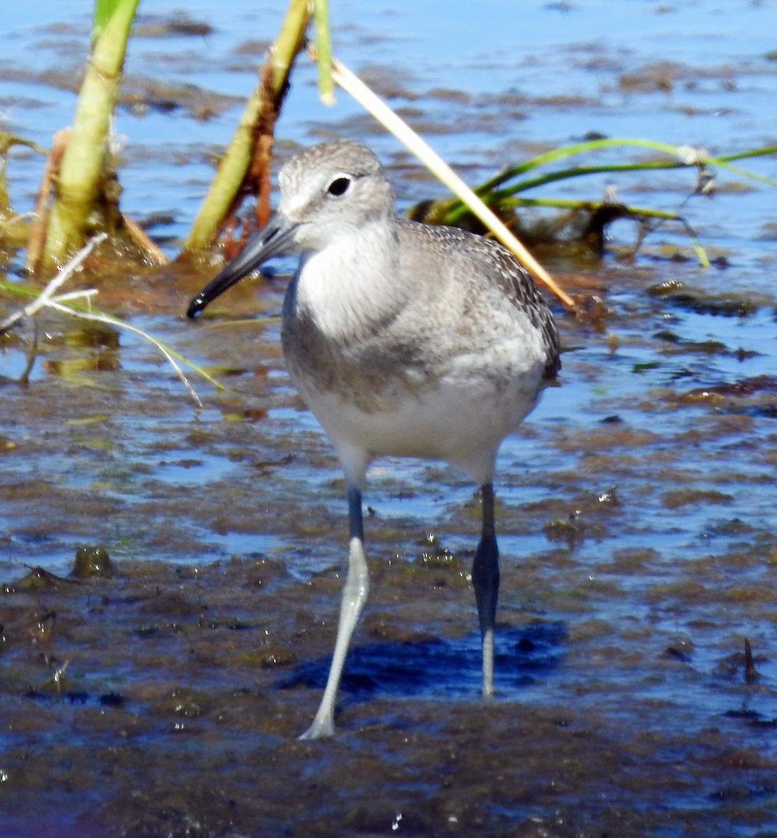 Willet - ML169934531