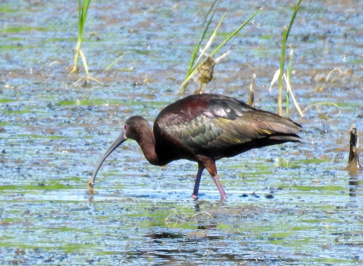 hvitgrimeibis - ML169934611