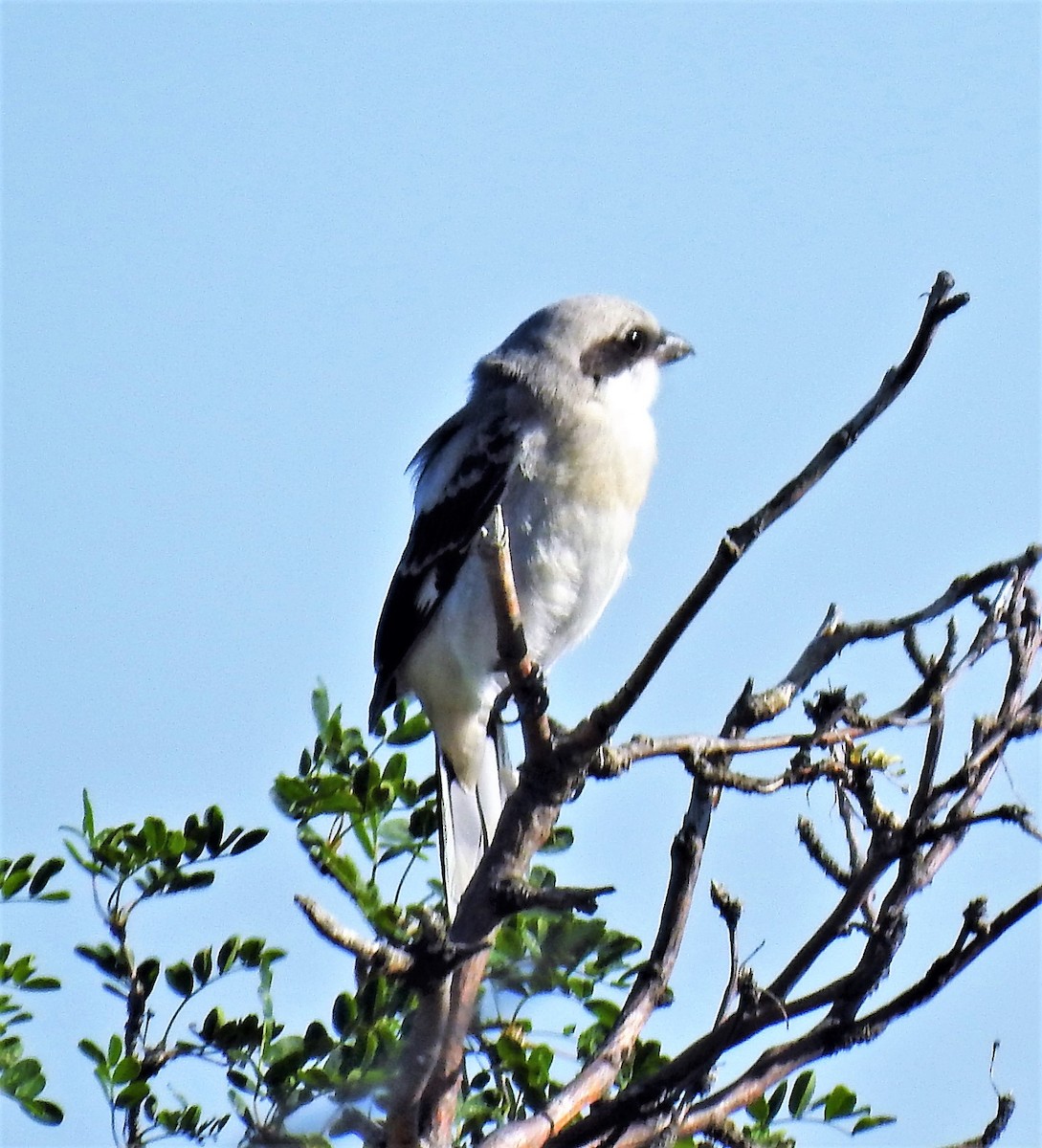 Loggerhead Shrike - ML169934631