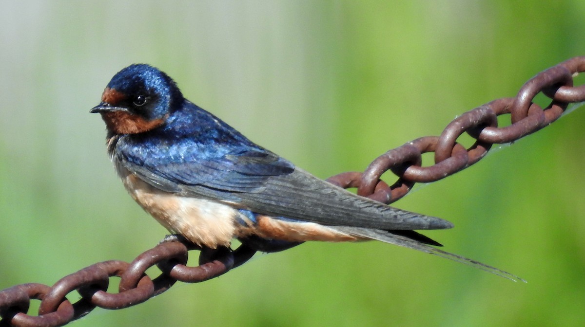 Barn Swallow - ML169934681