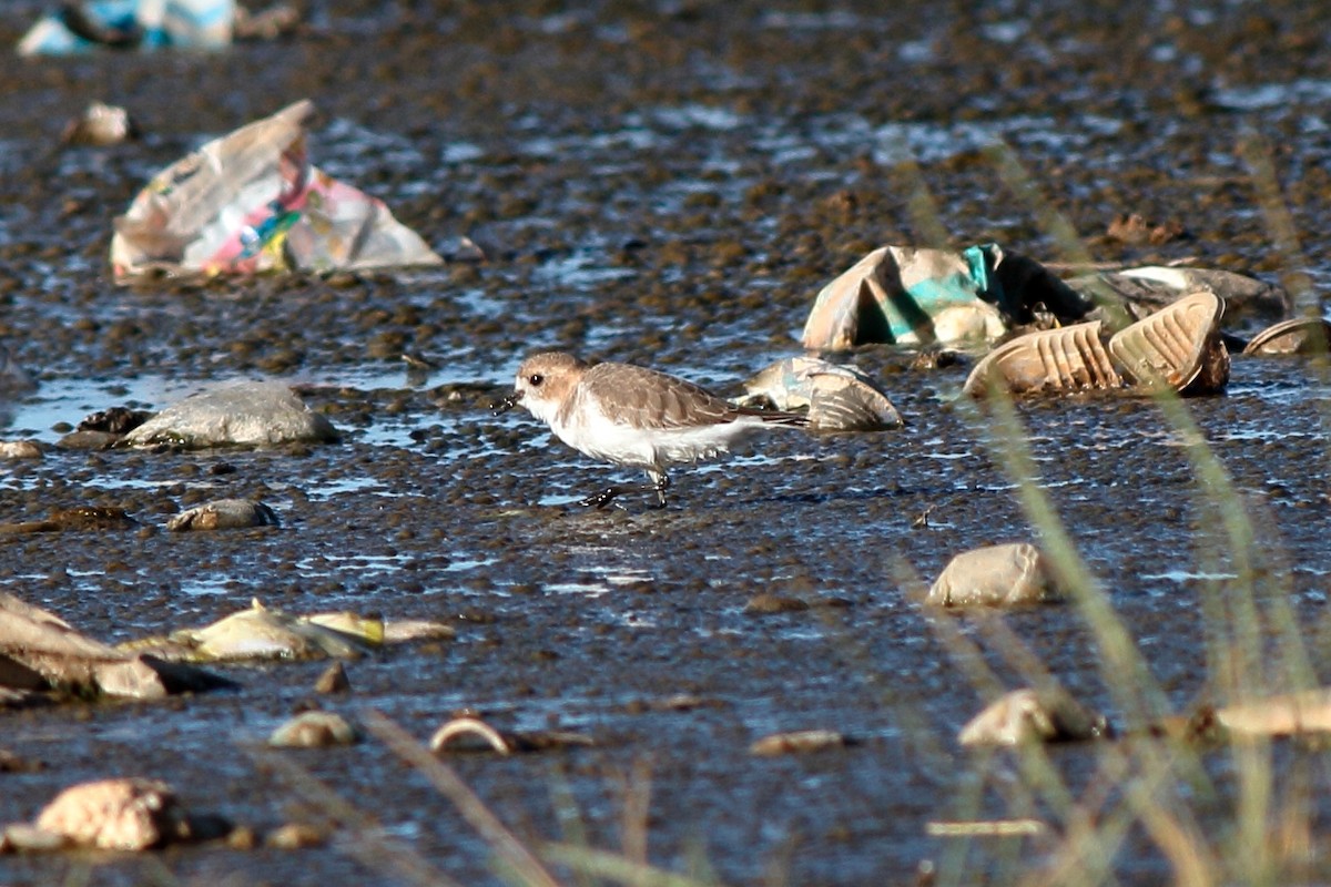 Puna Plover - Manfred Bienert