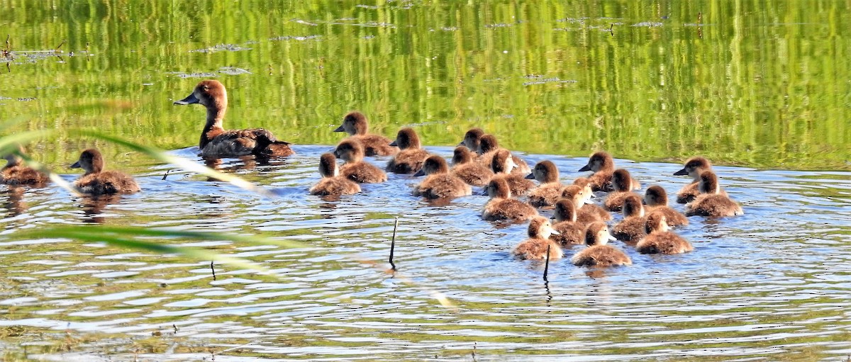 Lesser Scaup - ML169934791