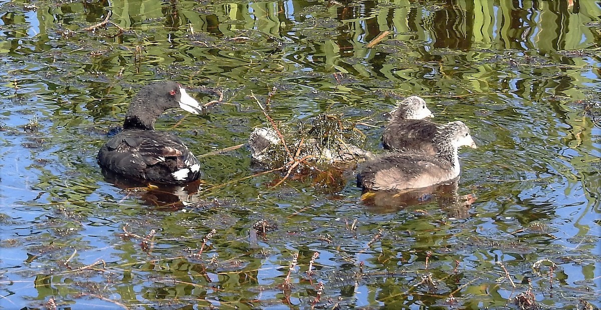 American Coot - ML169934831