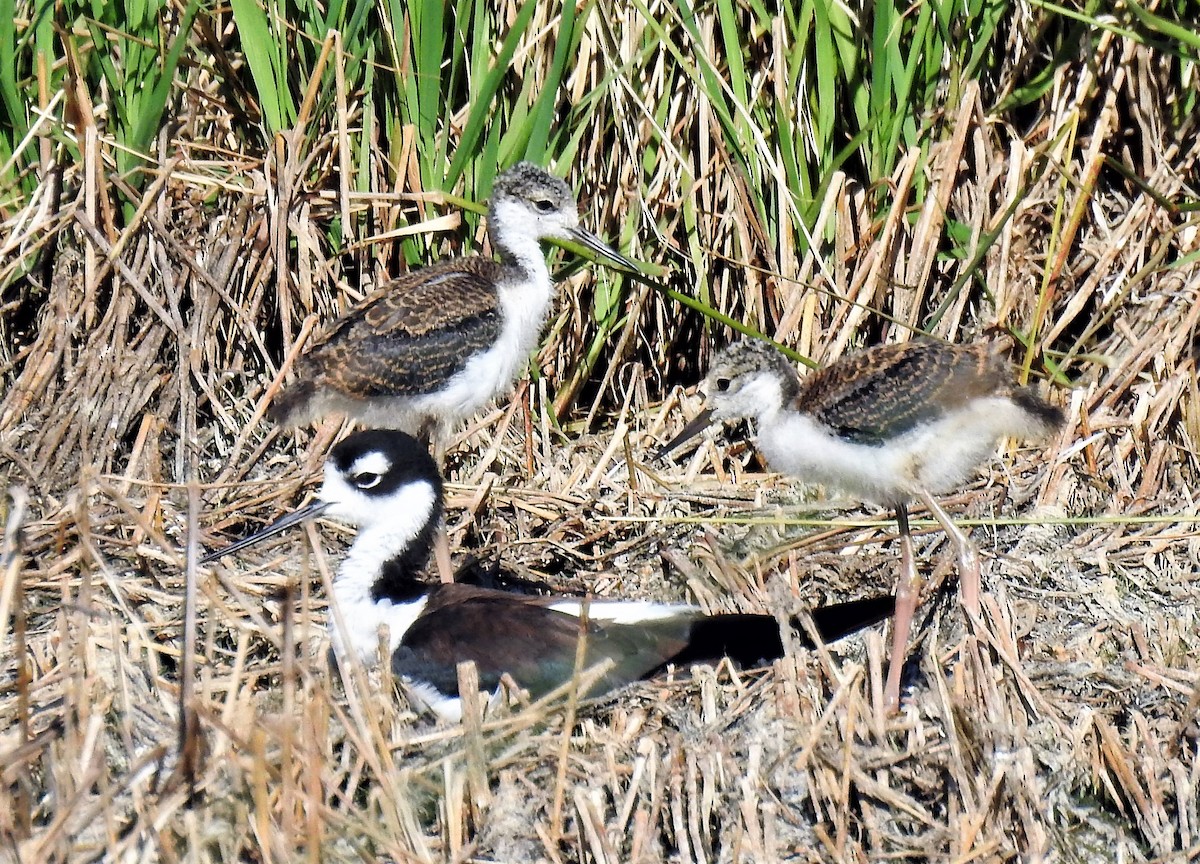 Black-necked Stilt - ML169934891