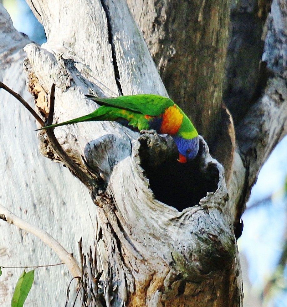 Rainbow Lorikeet - ML169935011