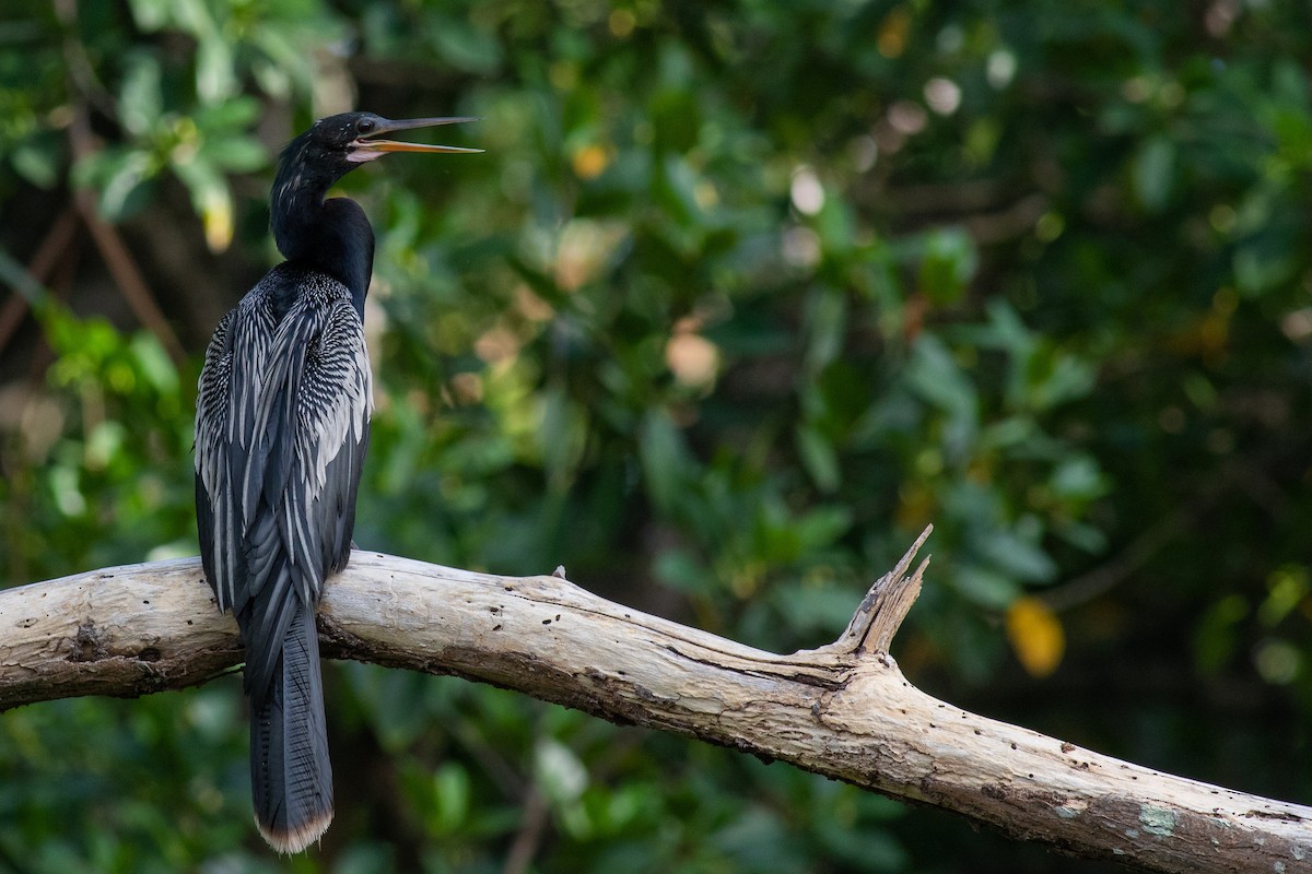 Anhinga - Francis Canto Jr