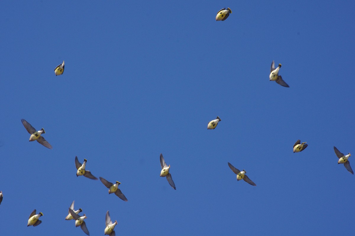 Cedar Waxwing - ML169935801
