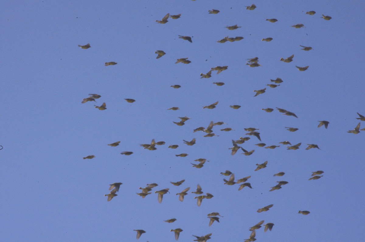 Cedar Waxwing - ML169935931