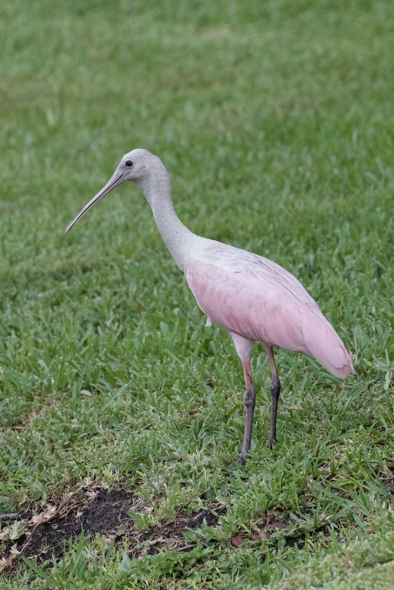 Roseate Spoonbill - Deana Beck