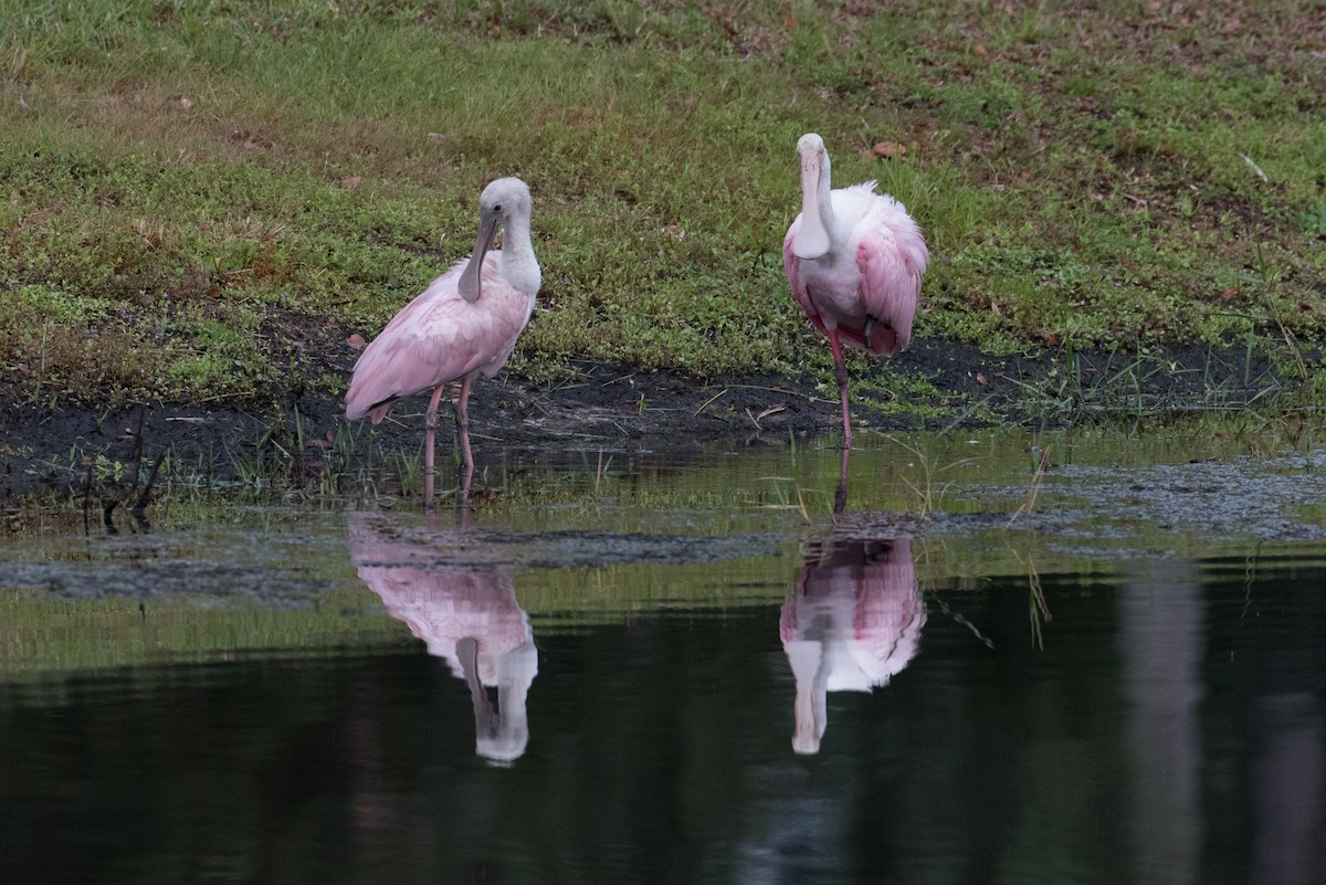 Roseate Spoonbill - ML169936691