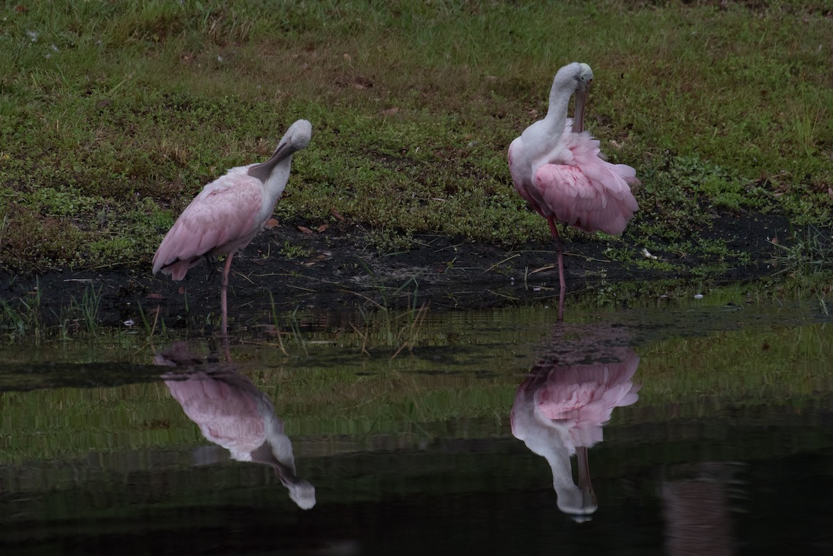 Roseate Spoonbill - ML169936701