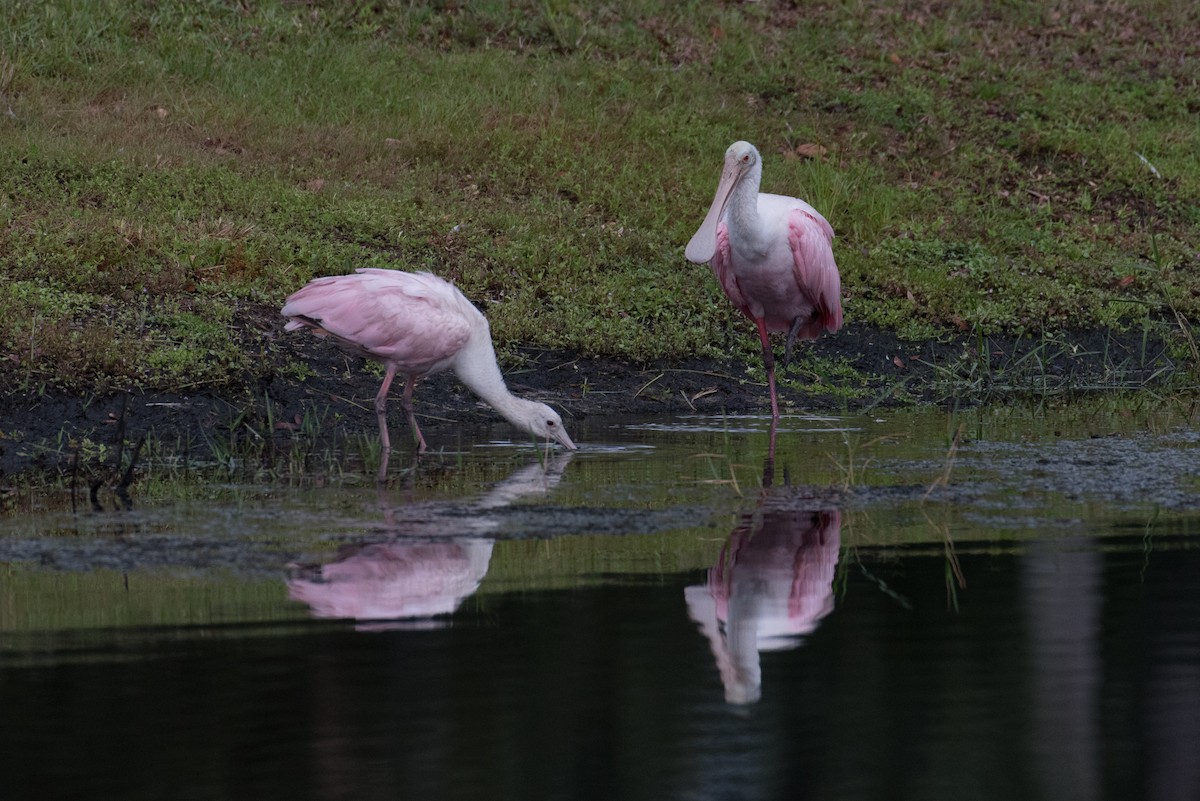 Roseate Spoonbill - ML169936711