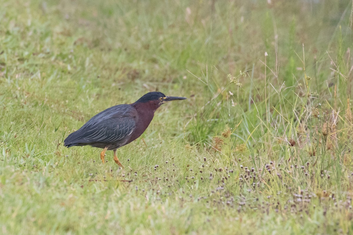 Green Heron - ML169936831