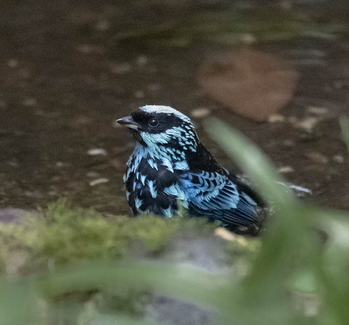 Beryl-spangled Tanager - ML169937261