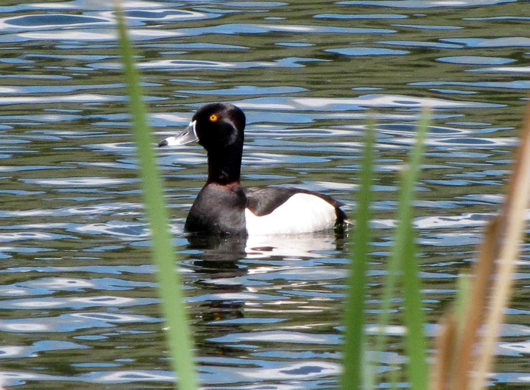 Ring-necked Duck - ML169937491