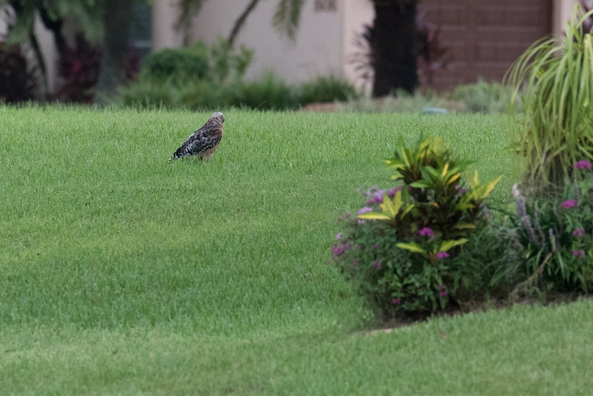 Red-shouldered Hawk - ML169938001