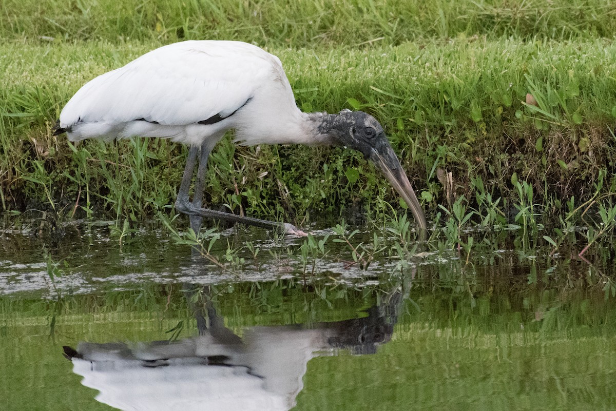 Wood Stork - ML169938181