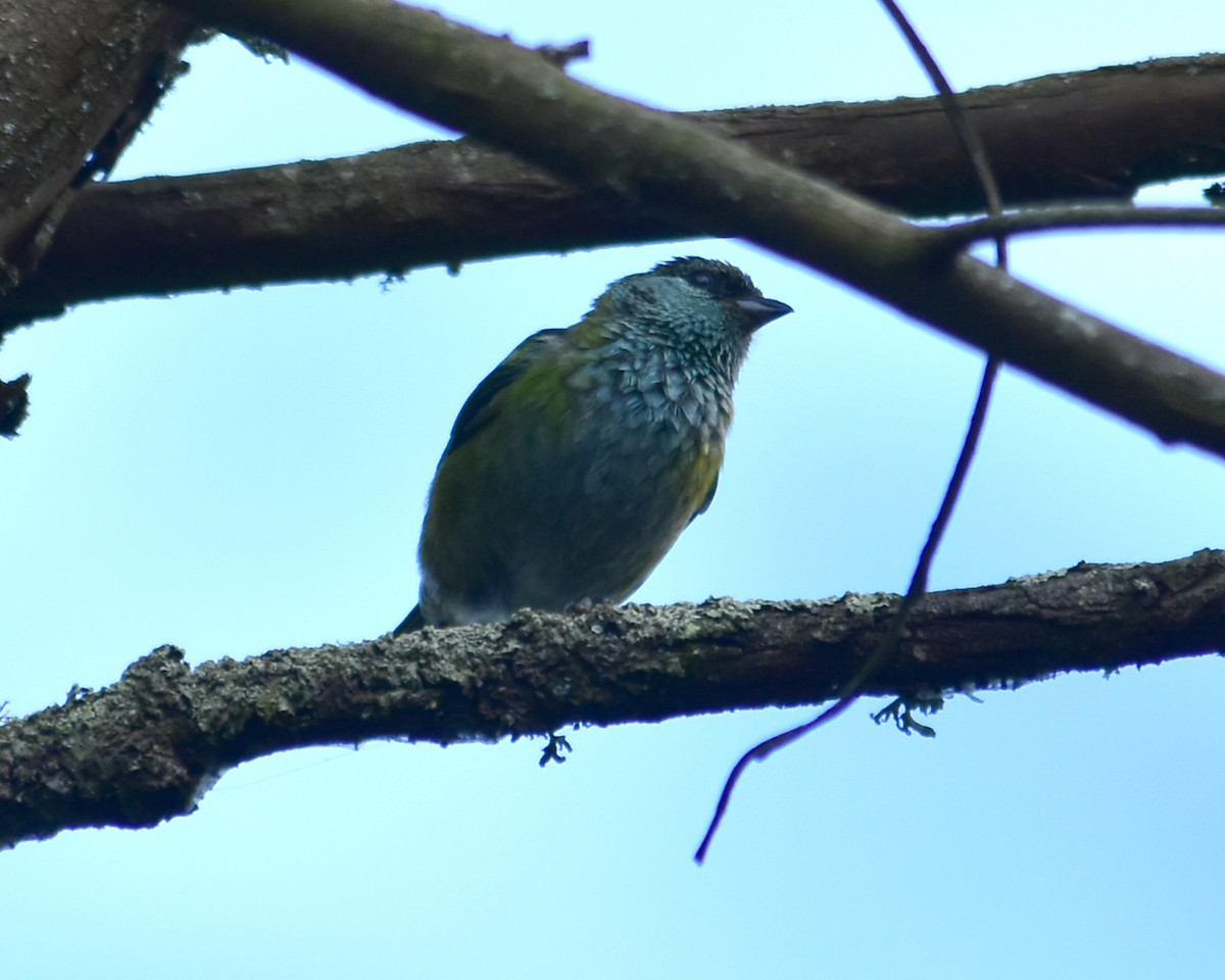 Black-capped Tanager - Oscar Valderrama La Rana