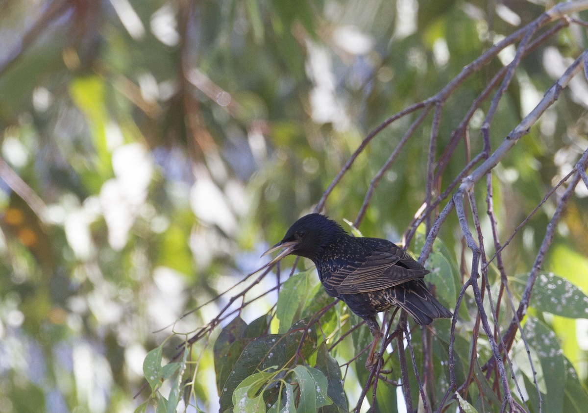 European Starling - ML169938381