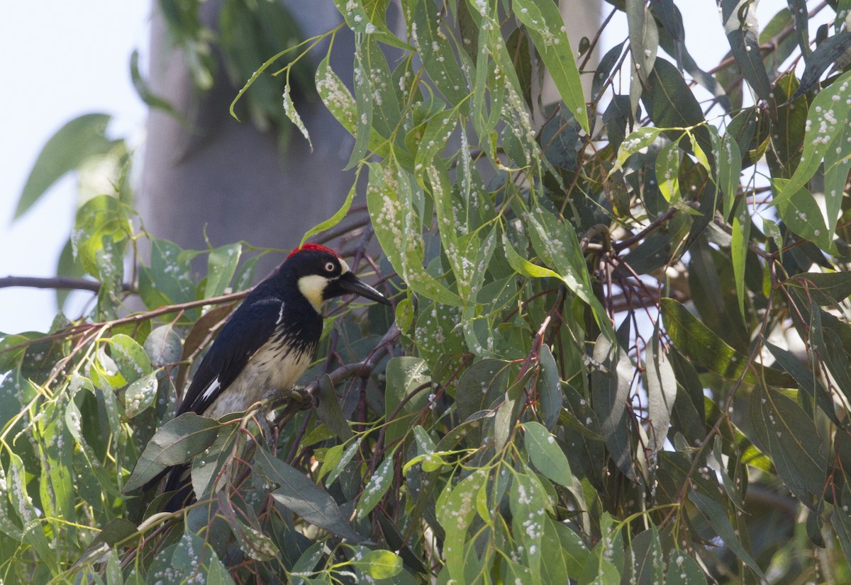 Acorn Woodpecker - ML169938391