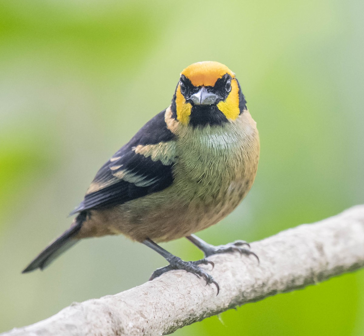 Flame-faced Tanager - ML169938431