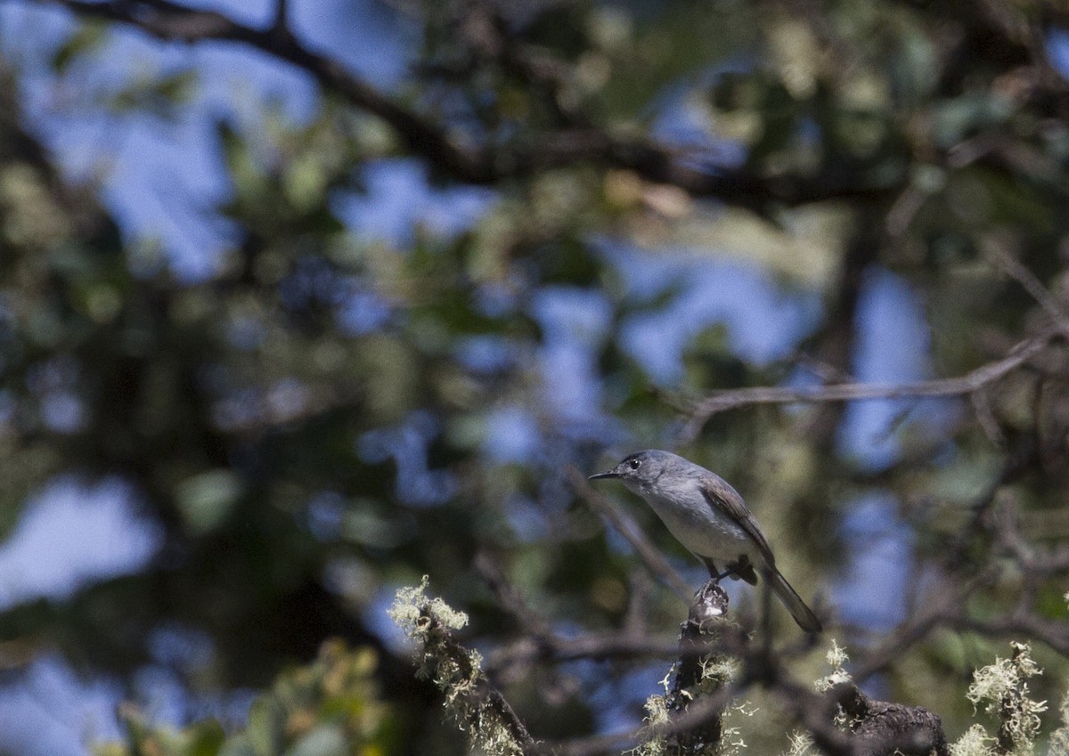 Blue-gray Gnatcatcher - Fabio Schunck