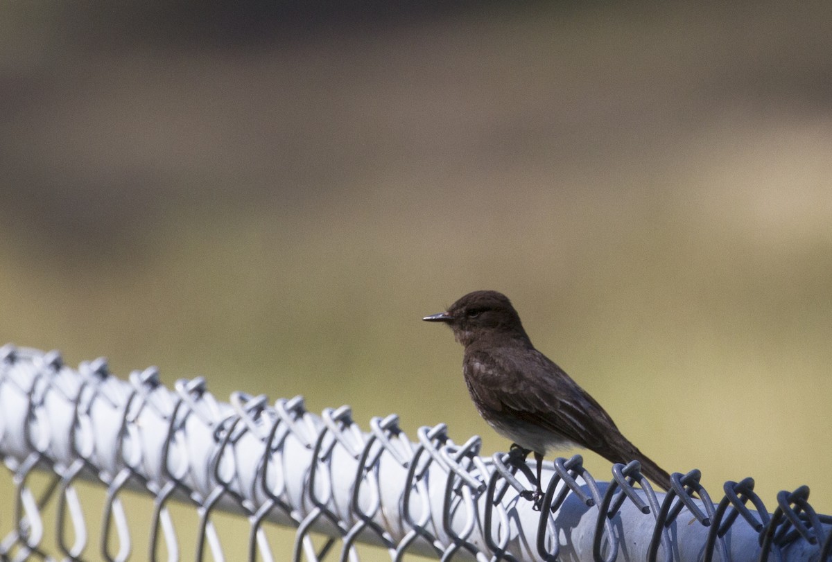 Black Phoebe - ML169938641