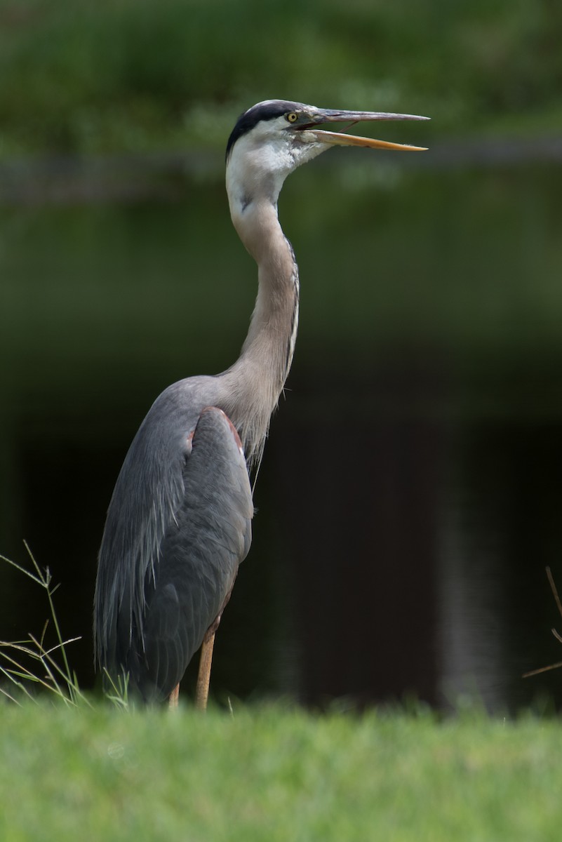 Great Blue Heron - ML169939021