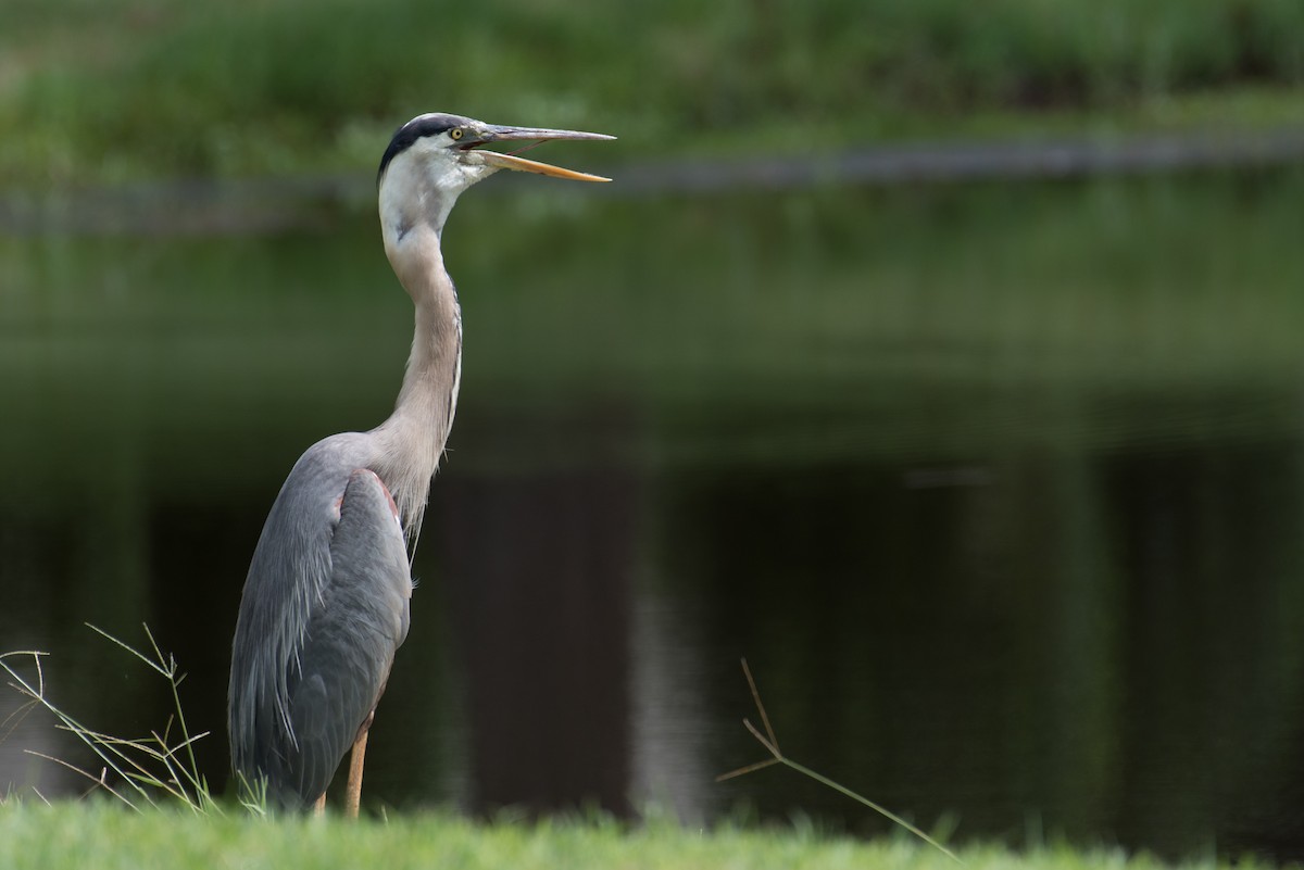 Garza Azulada - ML169939041