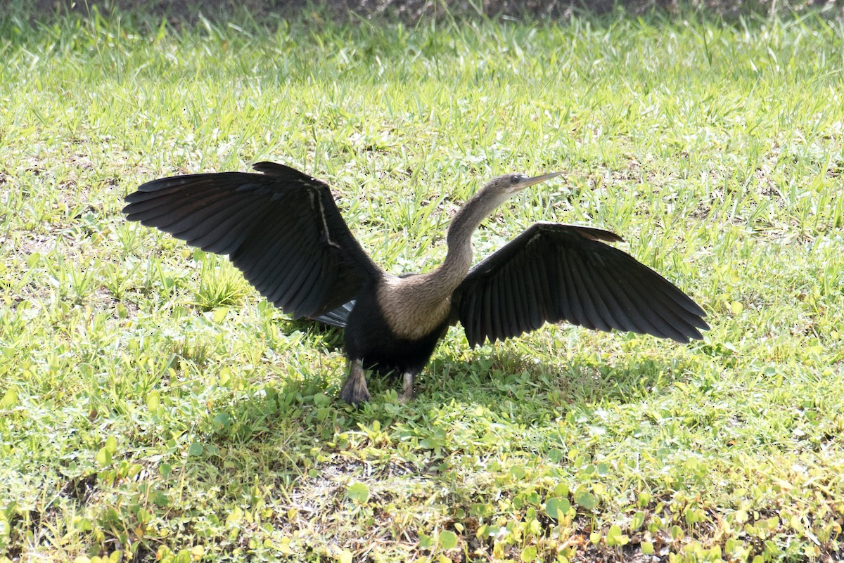 Anhinga Americana - ML169939241