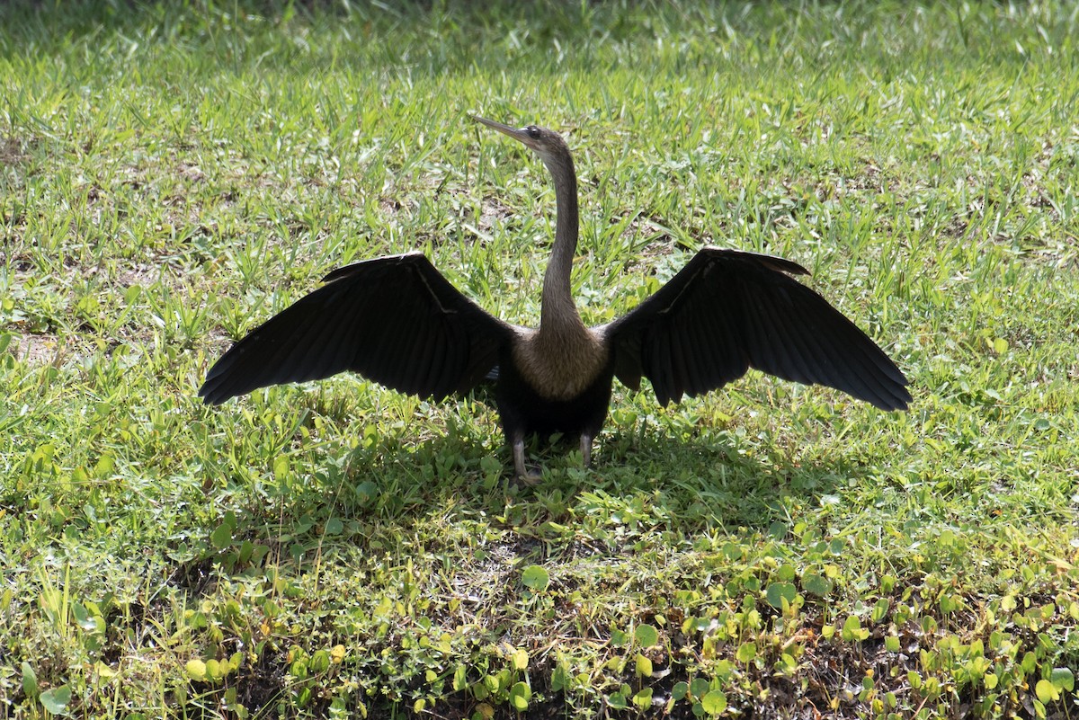 Anhinga d'Amérique - ML169939251