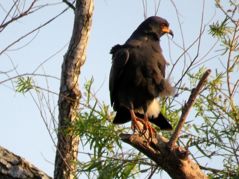 Schneckenbussard - ML169939911