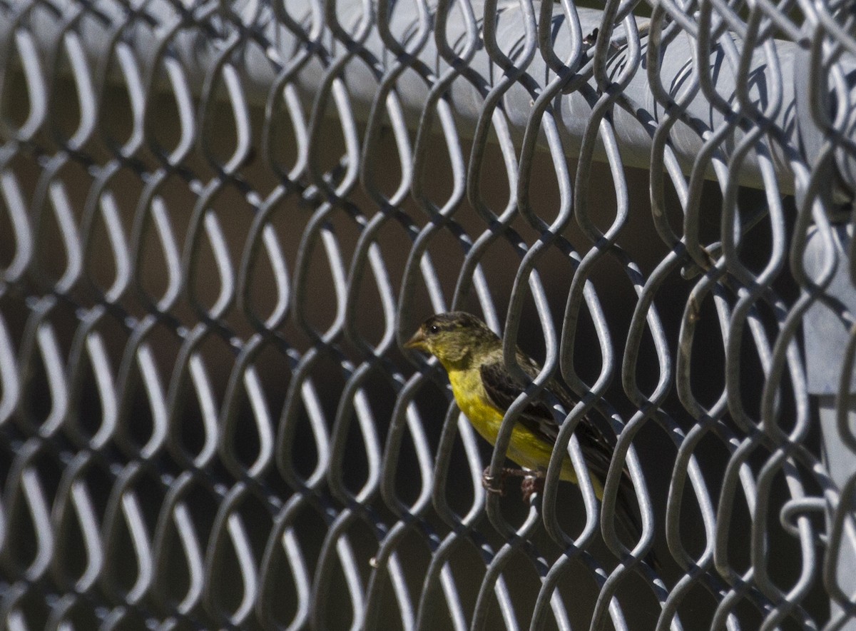 Lesser Goldfinch - Fabio Schunck