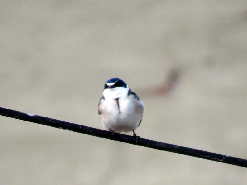 White-rumped Swallow - Juan Muñoz de Toro