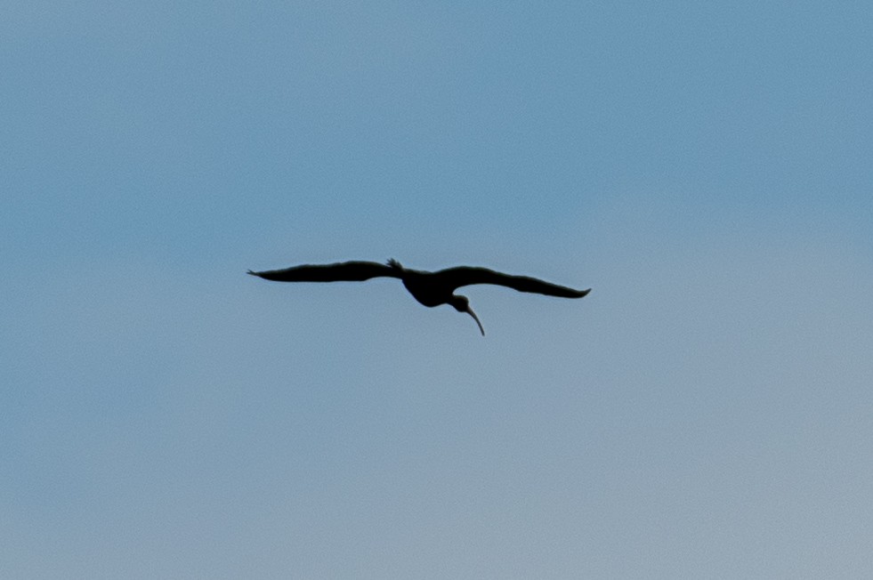 ibis hnědý - ML169942151