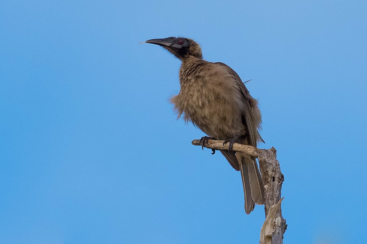 Helmeted Friarbird - ML169942451