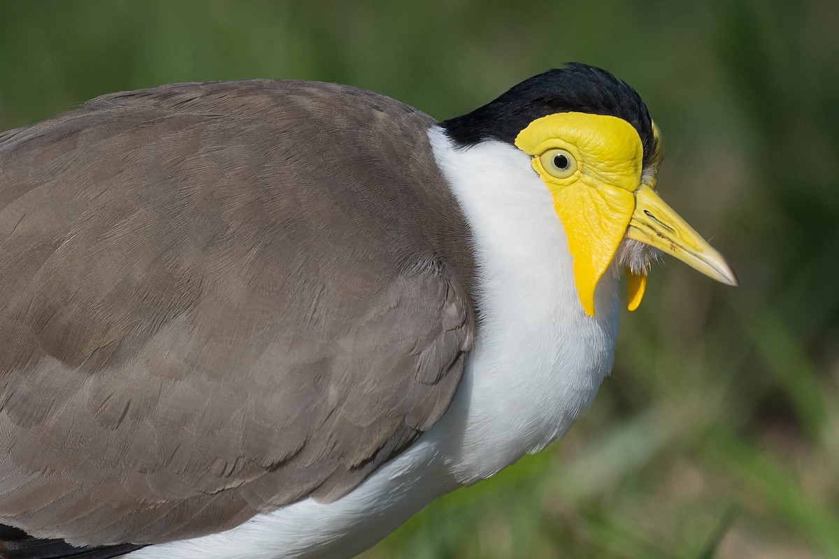 Masked Lapwing - ML169942791