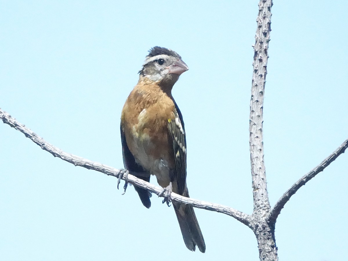 Black-headed Grosbeak - ML169943541