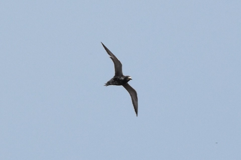 Pacific Golden-Plover - ML169945421