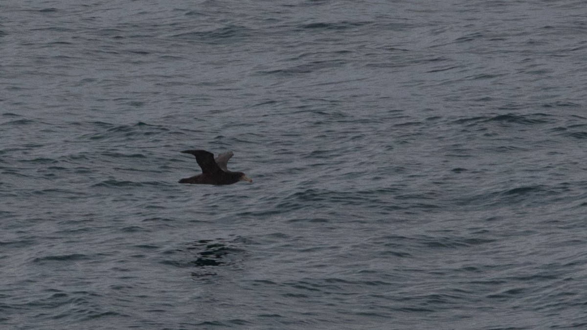 Northern Giant-Petrel - ML169946511