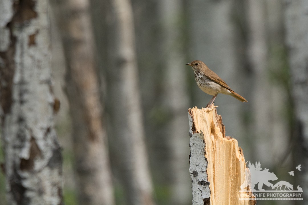 Hermit Thrush - ML169946591