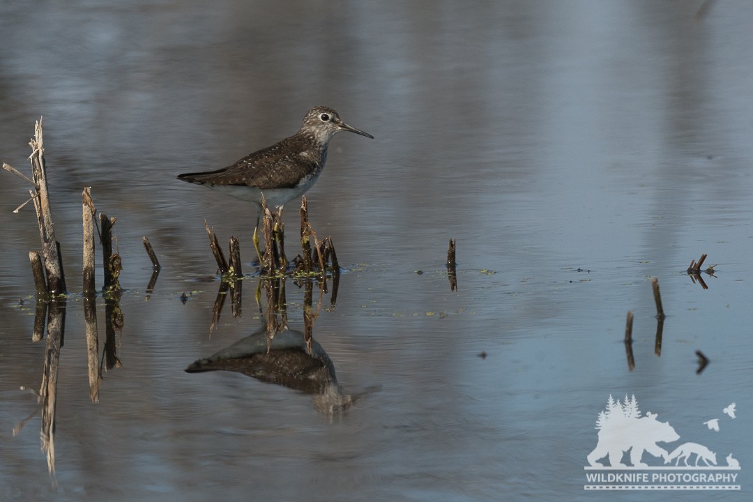 Solitary Sandpiper - ML169946671