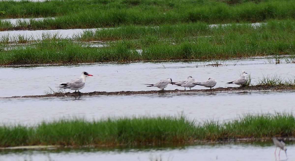 Caspian Tern - Polly Kalamassery