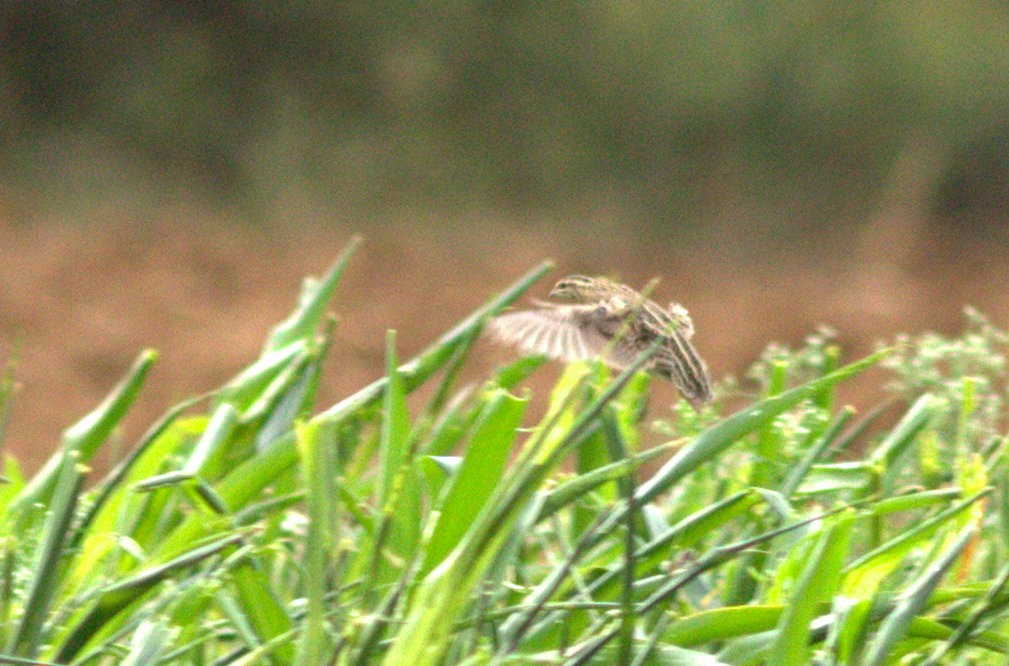 Rain Quail - ML169950241