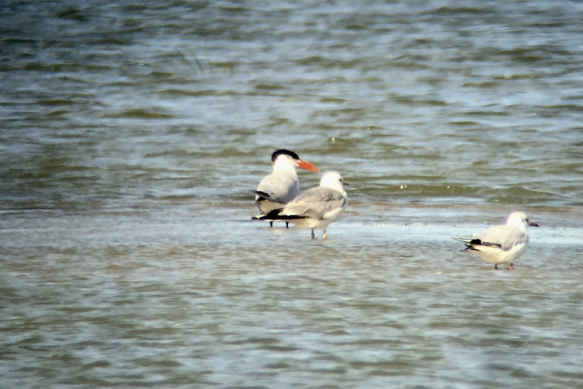 Caspian Tern - ML169952911