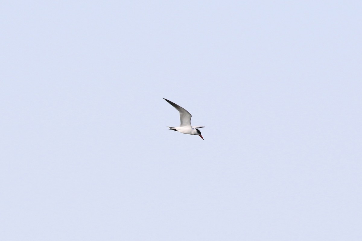 Caspian Tern - ML169952931