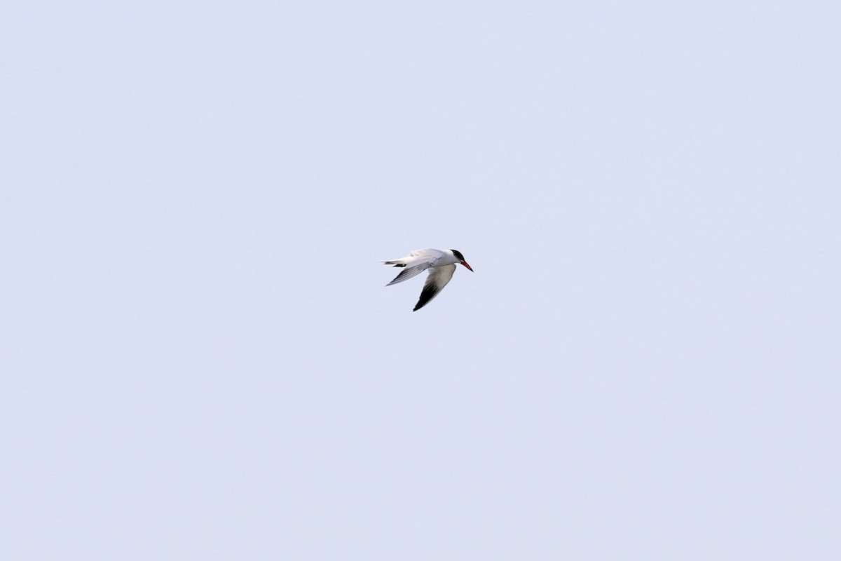 Caspian Tern - ML169952951